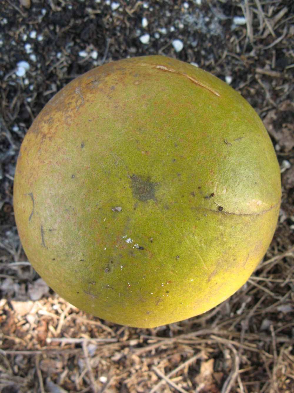              Fruit (Nigerian Powder Flask, Winter Haven, FL)       